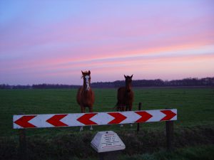 paarden vroeg op weg naar mijn werk