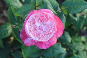 Japanse Camelia