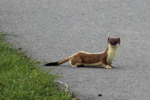 2023-4 Dieren in het wild