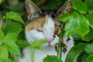 onscherpte is ook mooi